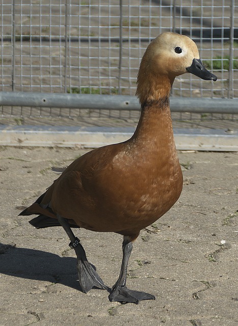 耐心